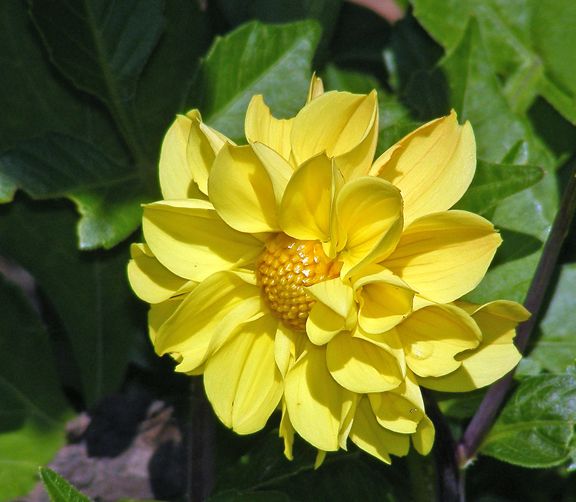 Dahlia photo 2014_07170011_zps0bf56cf5.jpg